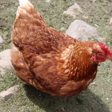 Watscherhof Luson Ngoại thất bức ảnh